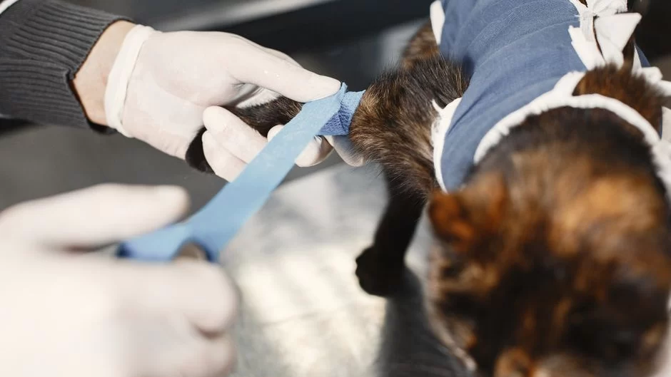 Canada Vet Express pet supplies concept